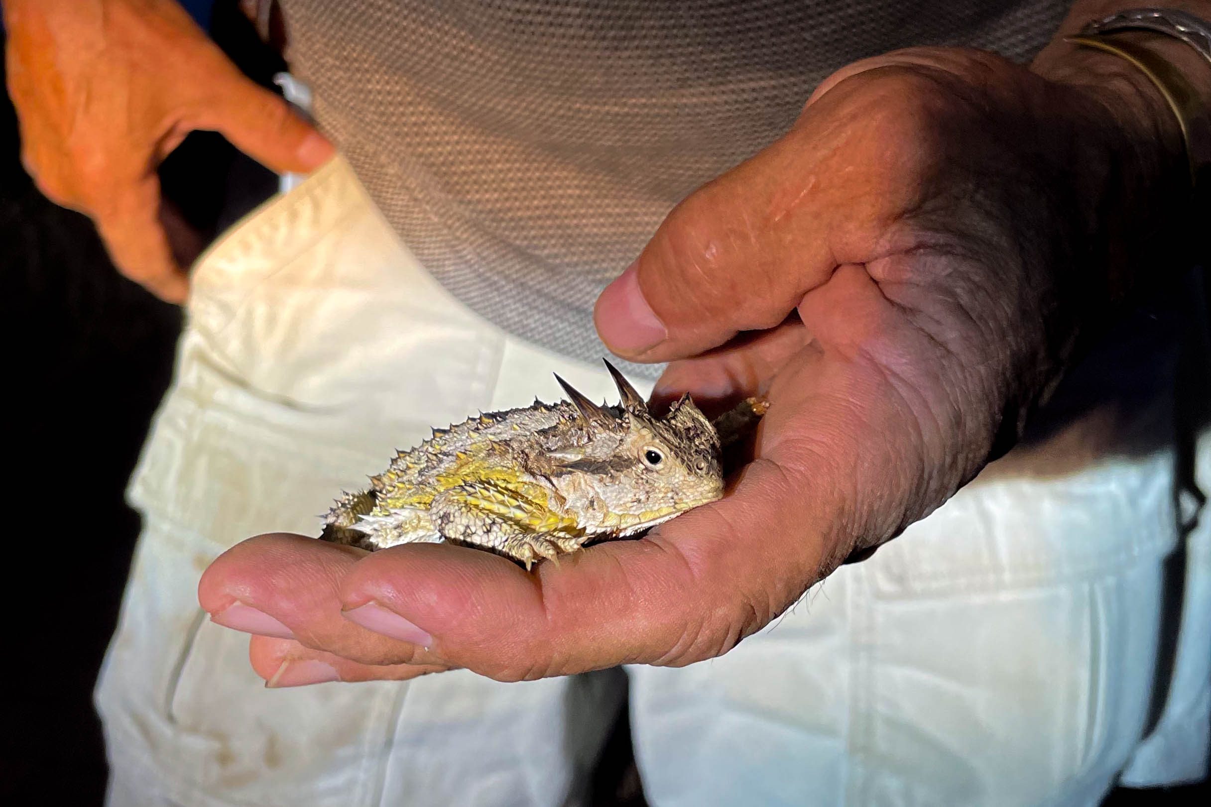 Close shot of a Texas Horned Lizard resting on Brian Wright’s fingers.