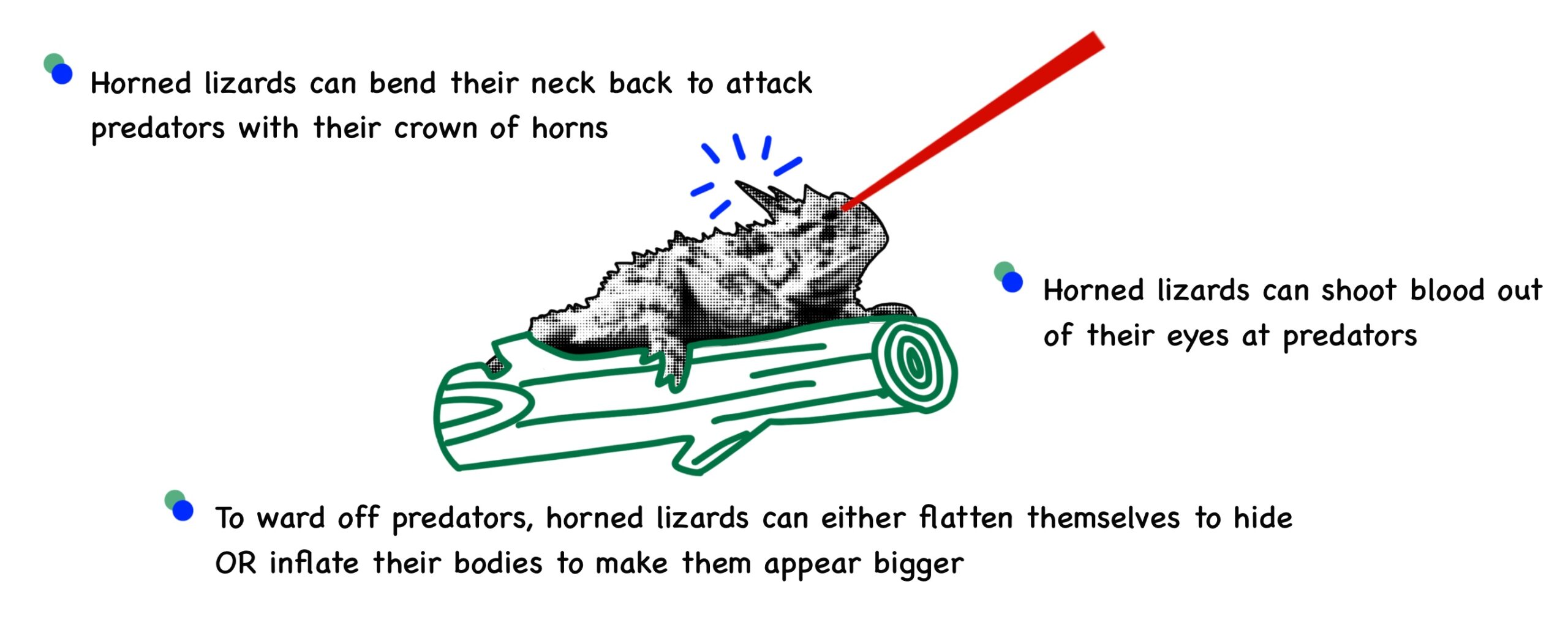 A graphic explaining how Texas Horned Lizards defend themselves from predators, including squirting blood from their eyes; bending their necks; and flattening their bodies.